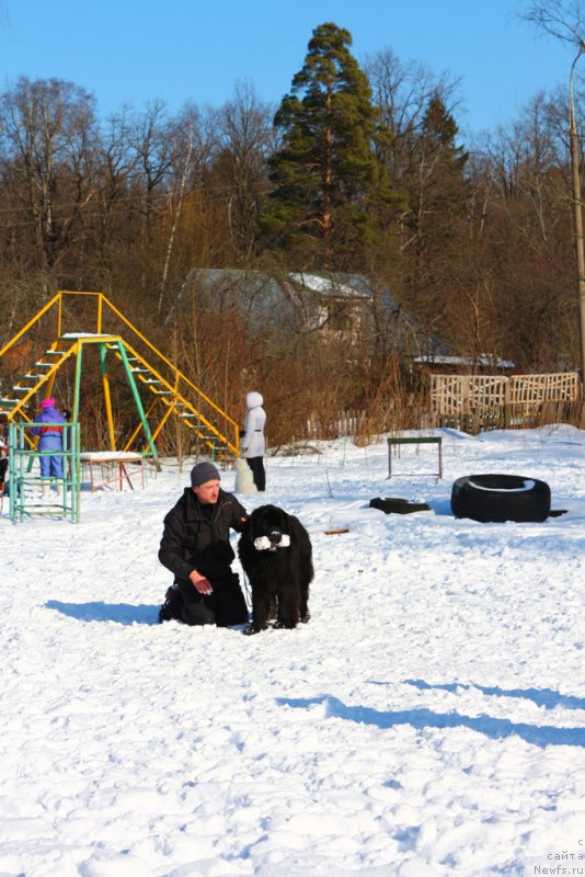 Фото: ньюфаундленд Egor s Berega Dona (Егор с Берега Дона)