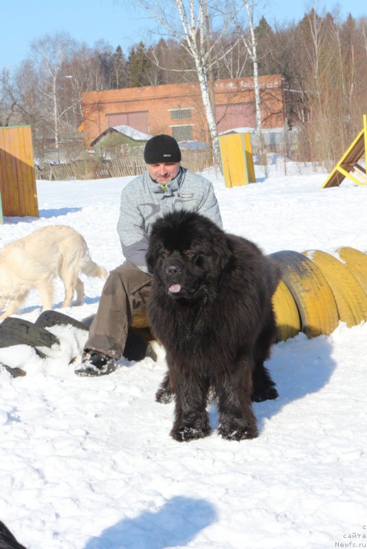 Фото: ньюфаундленд Ermak s Berega Dona (Ермак с Берега Дона)