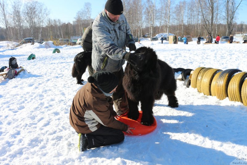 Фото: ньюфаундленд Ermak s Berega Dona (Ермак с Берега Дона)
