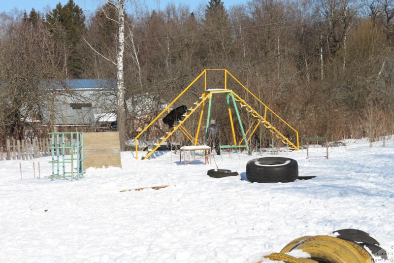 Фото: ньюфаундленд Belkonder-Club Ugli-Boogli (Белкондер-Клаб Угли-Бугли)