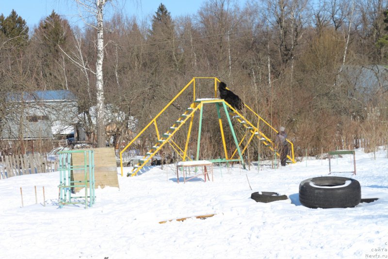 Фото: ньюфаундленд Belkonder-Club Ugli-Boogli (Белкондер-Клаб Угли-Бугли)