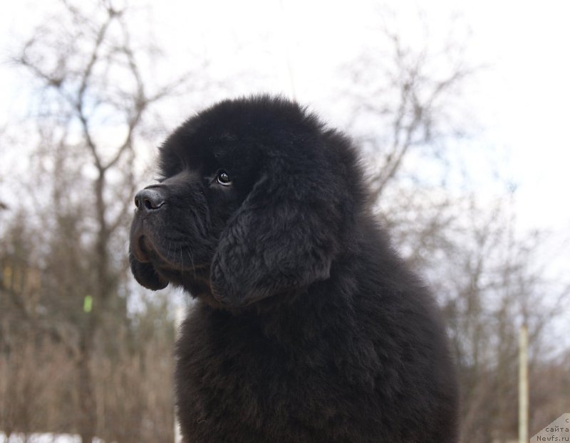 Фотография № 203343