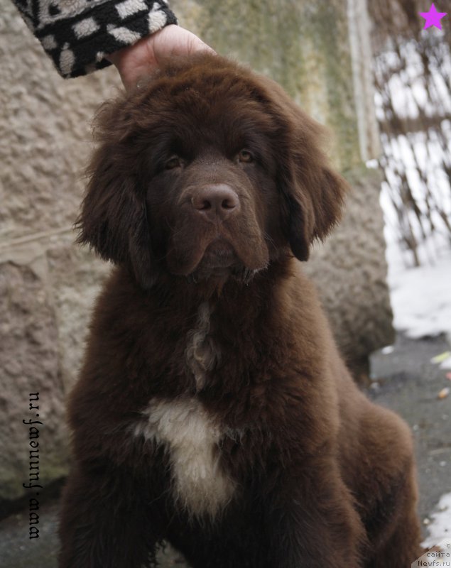 Фото: ньюфаундленд Funnewf Arktika (Фанньюф Арктика)