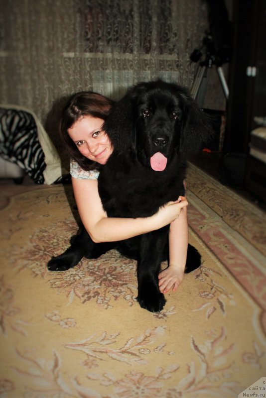 Фото: ньюфаундленд CHernyiy Balu Zaznoba Dushi Moey (Черный Балу Зазноба Души Моей)