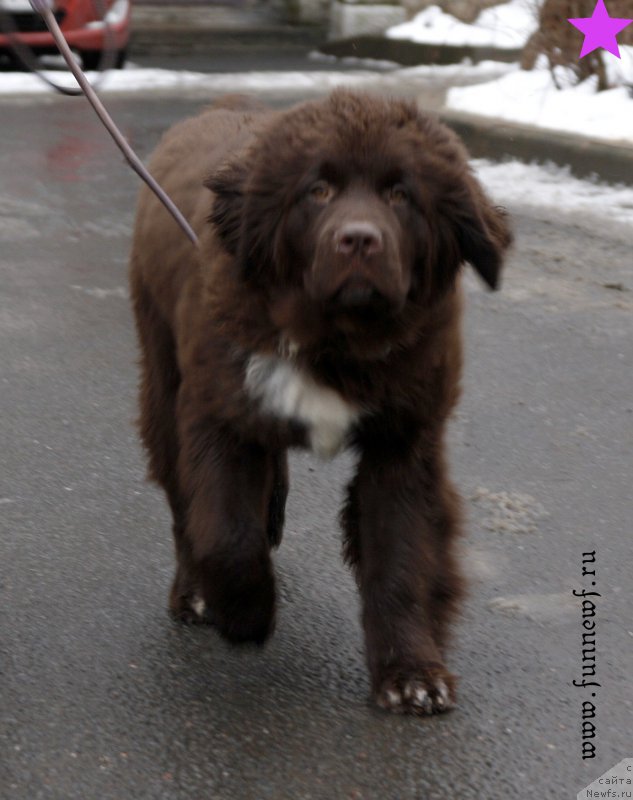Фото: ньюфаундленд Funnewf Arktika (Фанньюф Арктика)