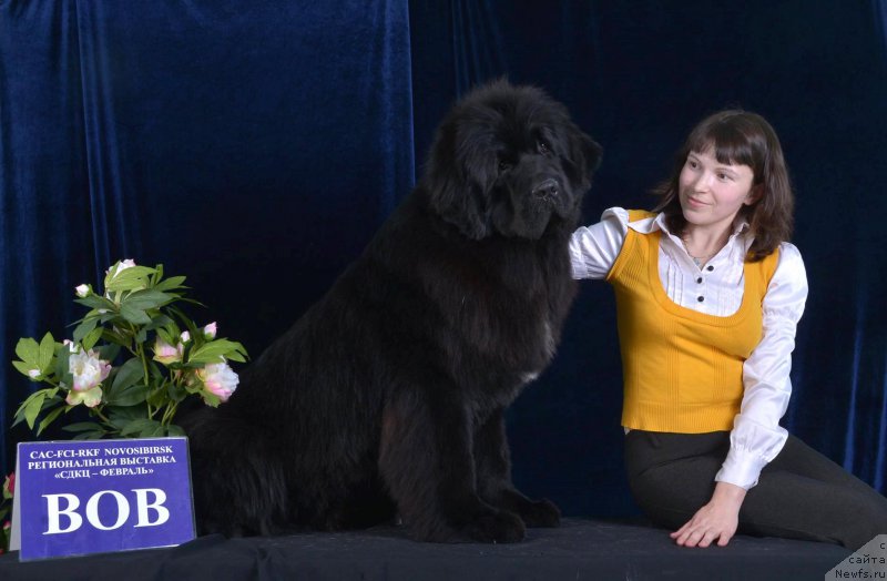 Фото: ньюфаундленд Dobryiy Molodec ot Sibirskogo Medvedya (Добрый Молодец от Сибирского Медведя), Lyudmila Kudryavceva (Людмила Кудрявцева)