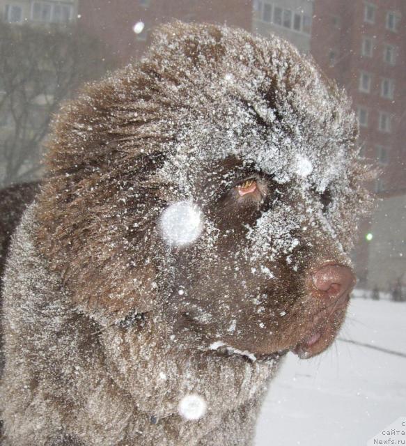 Фото: ньюфаундленд Do Sing With Deejay de L'Etoile de Cyrice