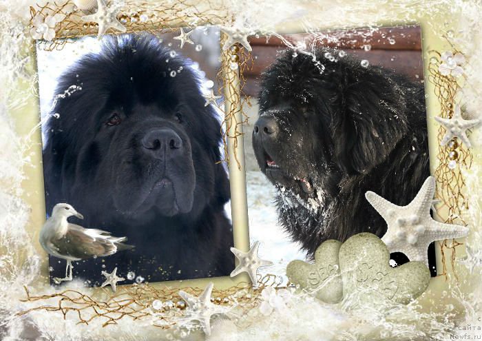 Фото: ньюфаундленд Grand Byebi Ariadna (Гранд Бэби Ариадна), ньюфаундленд Super Bizon Liliman (Супер Бизон Лилимэн)