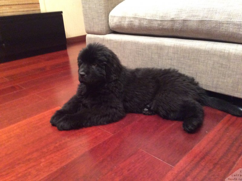 Фото: Джина