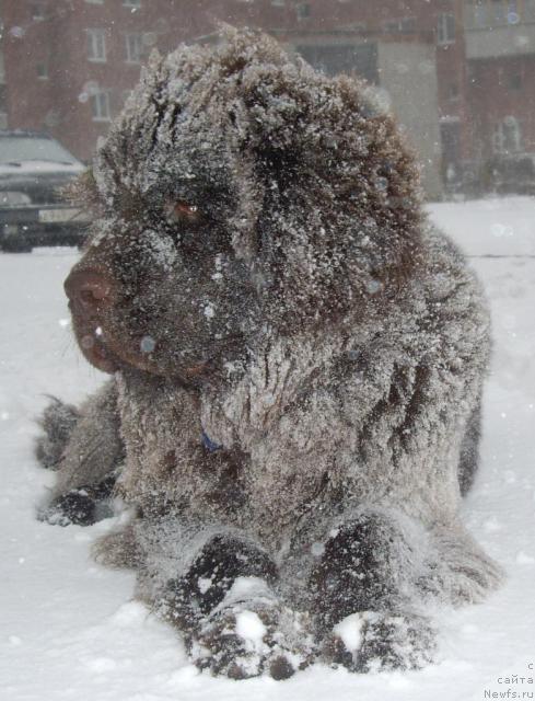 Фото: ньюфаундленд Do Sing With Deejay de L'Etoile de Cyrice