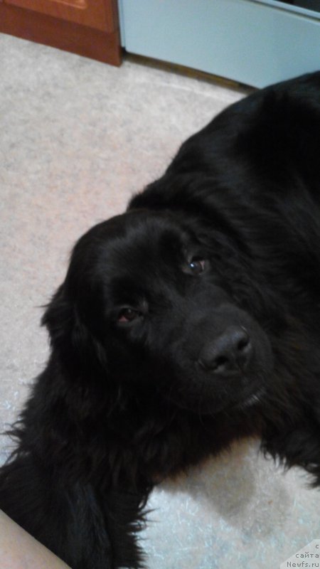 Фото: ньюфаундленд Belkonder-Club Jamaica Blue Mountin (Белкондер-Клаб Ямайка Блю Маунтин)