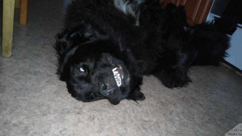 Фото: ньюфаундленд Belkonder-Club Jamaica Blue Mountin (Белкондер-Клаб Ямайка Блю Маунтин)