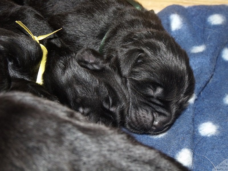 Фото: ньюфаундленд Grand Byebi Ariadna (Гранд Бэби Ариадна), ньюфаундленд Super Bizon Liliman (Супер Бизон Лилимэн)