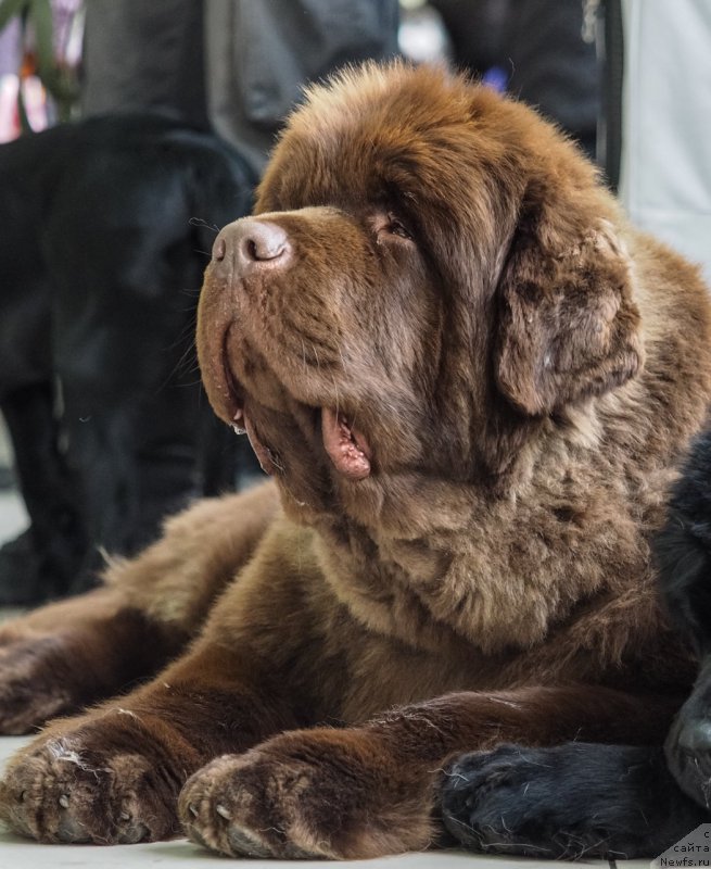 Фото: ньюфаундленд Plushevaya Panda Giorgio Beuerlu Hills (Плюшевая Панда Гиоргио Беуерлу Хиллс)