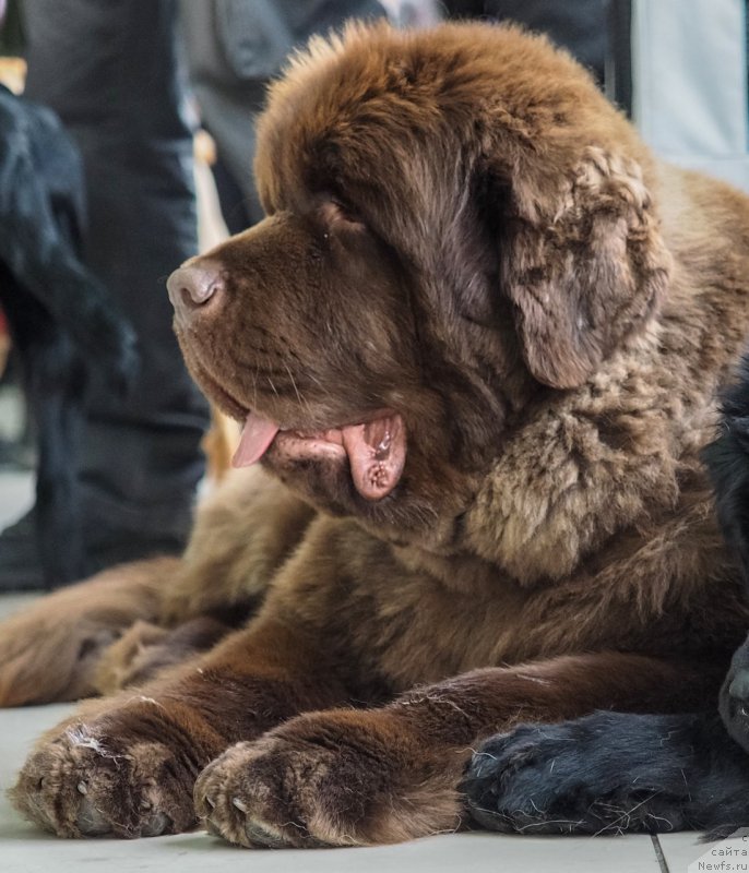 Фото: ньюфаундленд Plushevaya Panda Giorgio Beuerlu Hills (Плюшевая Панда Гиоргио Беуерлу Хиллс)