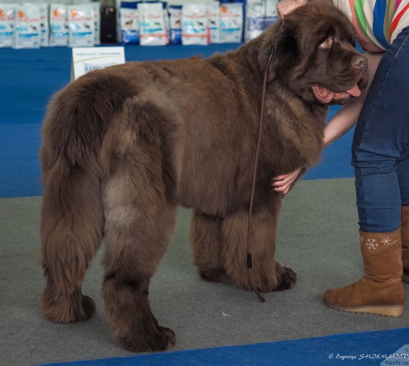 Фото: ньюфаундленд Plushevaya Panda Giorgio Beuerlu Hills (Плюшевая Панда Гиоргио Беуерлу Хиллс)