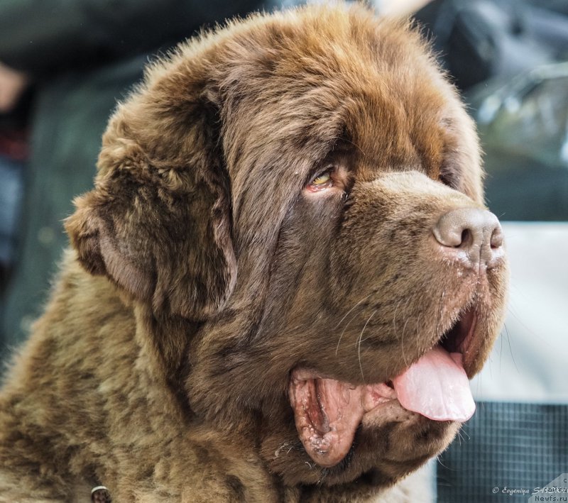Фото: ньюфаундленд Plushevaya Panda Giorgio Beuerlu Hills (Плюшевая Панда Гиоргио Беуерлу Хиллс)