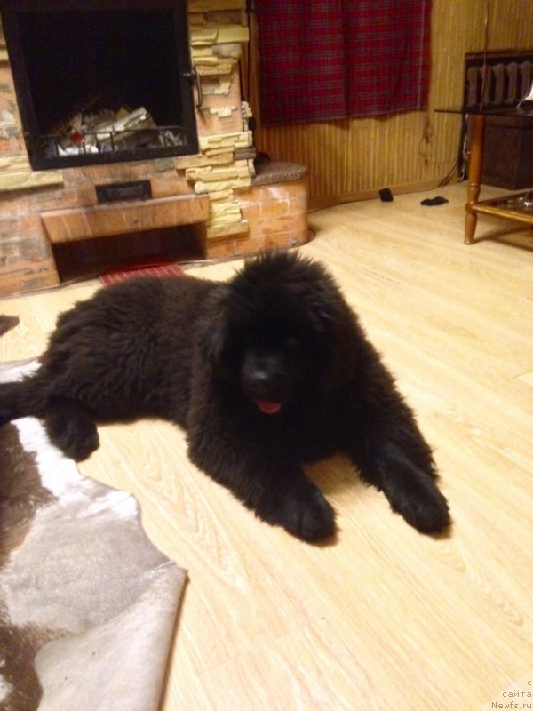 Фотография № 203385