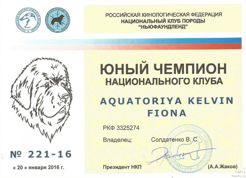 Фото: ньюфаундленд Aquatoriya Kelvin Fiona (Акватория Келвин Фиона)