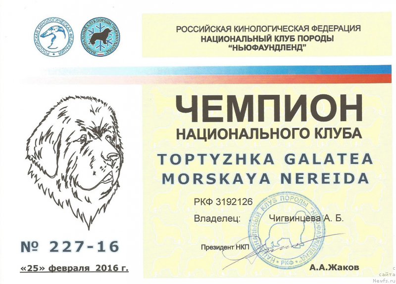 Фото: ньюфаундленд Toptyzhka Galatea Morskaya Nereida (Топтыжка Галатея Морская Нереида)