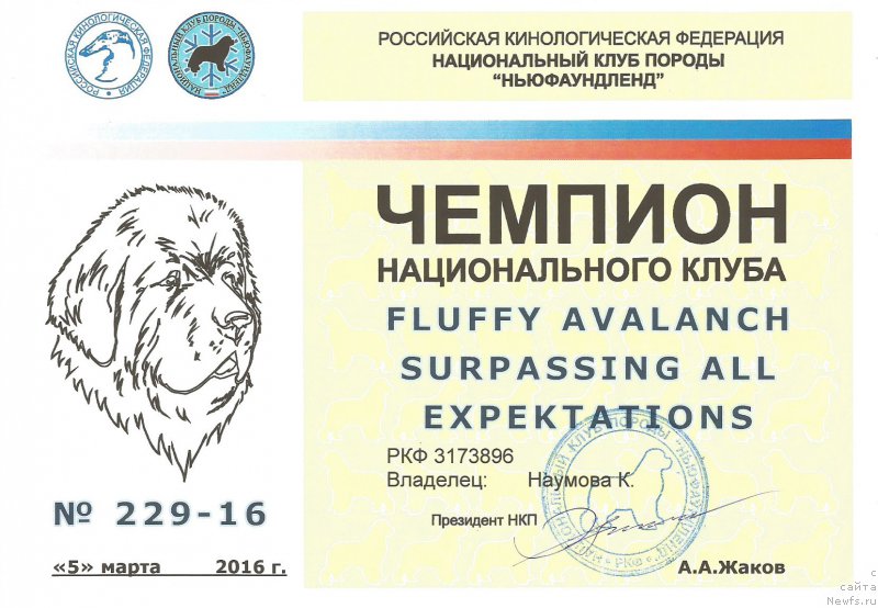 Фото: ньюфаундленд Fluffy Avalanch Surpassing All Expektations (Флюфи Аваланч Сурпассинг Алл Експестатионс)