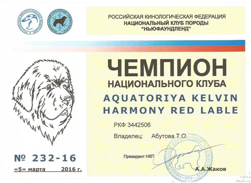 Фото: ньюфаундленд Aquatoriya Kelvin Harmony Red Lable (Акватория Келвин Хармони Ред Лэйбл)