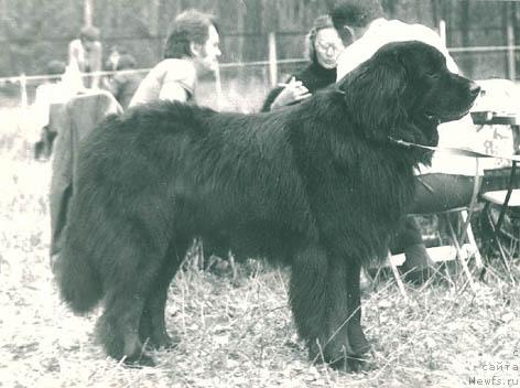 Фото: ньюфаундленд Naur Fellous (Наур Феллоус)