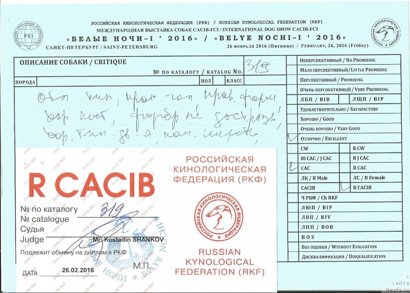 Фото: ньюфаундленд I Follow The Sun de L'Etoile de Cyrice