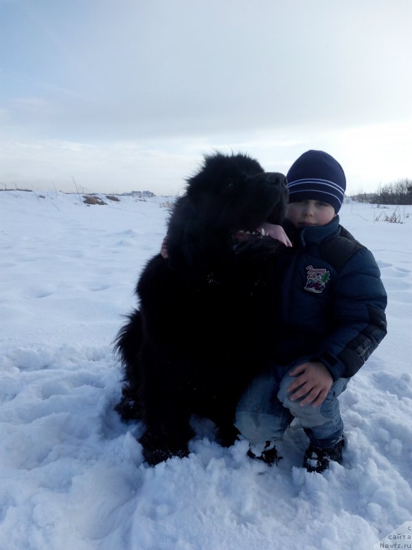 Фото: ньюфаундленд Sent Djons Zaura (Сент Джонс Заура)