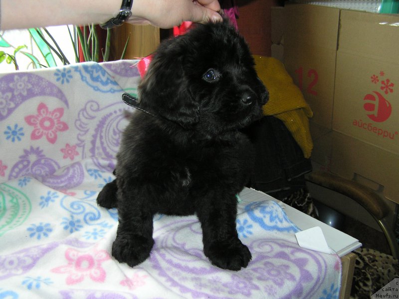 Фото: ньюфаундленд Selena Manolla Blanka (Селена Манолла Бланка)