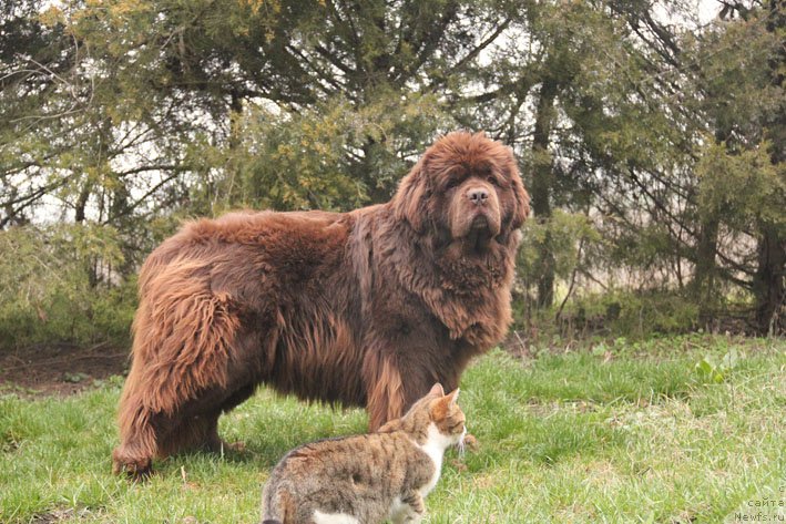 Фото: ньюфаундленд Happyness Long-Awaited s Berega Dona (Хаппинесс Лонг-Аваитед с Берега Дона)