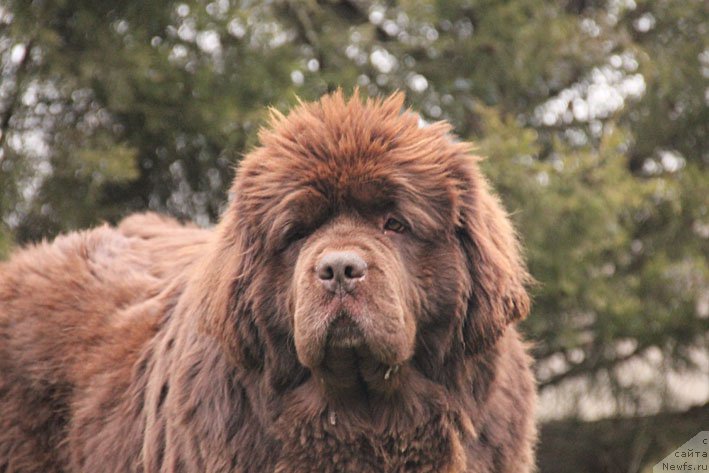 Фото: ньюфаундленд Happyness Long-Awaited s Berega Dona (Хаппинесс Лонг-Аваитед с Берега Дона)