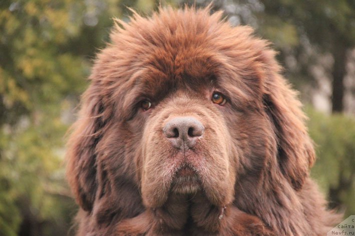 Фото: ньюфаундленд Happyness Long-Awaited s Berega Dona (Хаппинесс Лонг-Аваитед с Берега Дона)