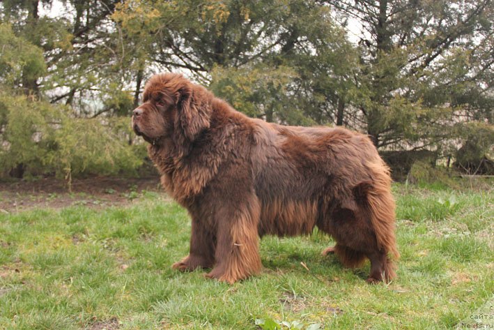 Фото: ньюфаундленд Happyness Long-Awaited s Berega Dona (Хаппинесс Лонг-Аваитед с Берега Дона)