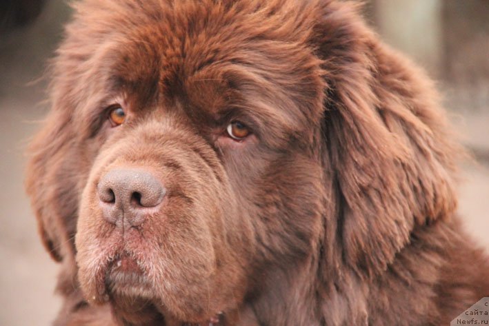Фото: ньюфаундленд Happyness Long-Awaited s Berega Dona (Хаппинесс Лонг-Аваитед с Берега Дона)