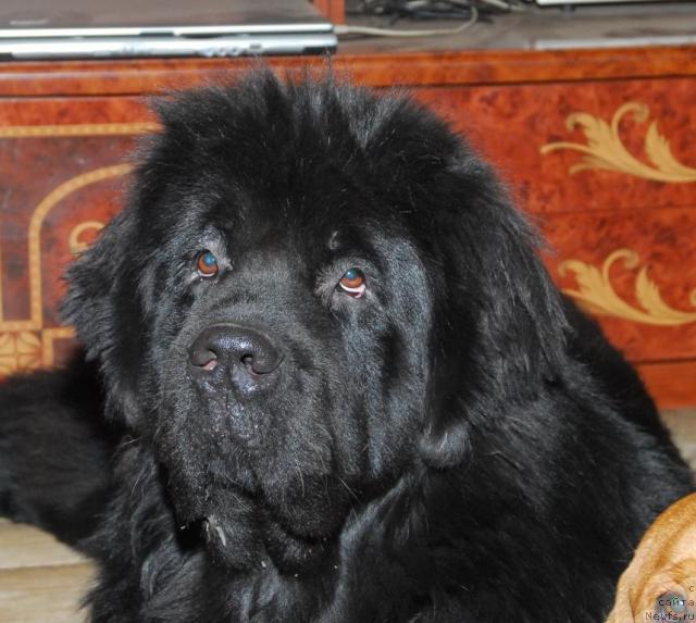 Фото: ньюфаундленд Sent Djons Kruiz (Сент Джонс Круиз)