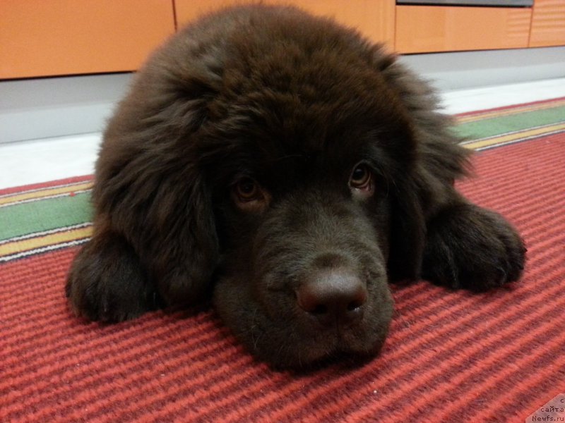 Фото: ньюфаундленд Braunblad MSK Syemmi Less (Браунблад МСК Сэмми Лесс)