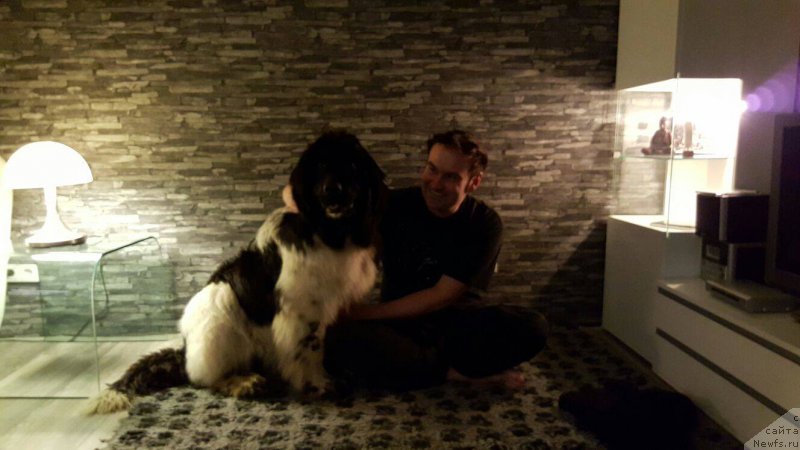 Фото: ньюфаундленд Flyufi Avalanch Barselona (Флюфи Аваланч Барселона)