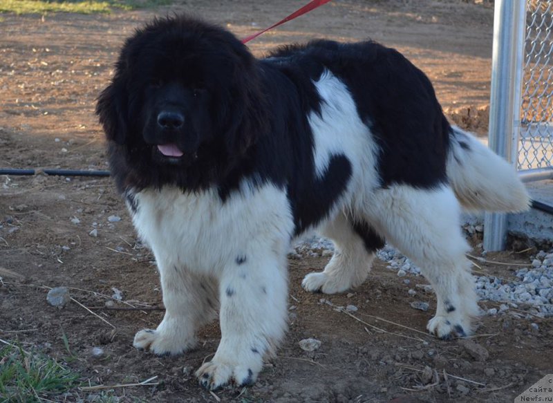 Фото: ньюфаундленд Flyufi Avalanch Bali (Флюфи Аваланч Бали)