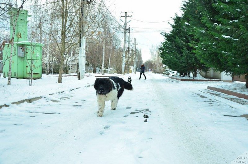 Фото: ньюфаундленд Flyufi Avalanch Bavariya (Флюфи Аваланч Бавария)