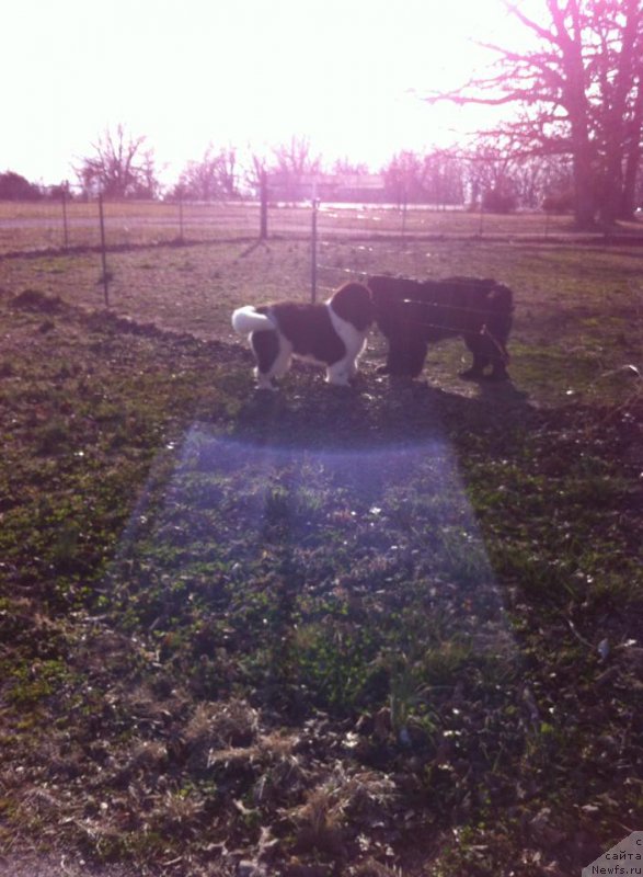 Фото: ньюфаундленд Flyufi Avalanch Zakariya (Флюфи Аваланч Закария)