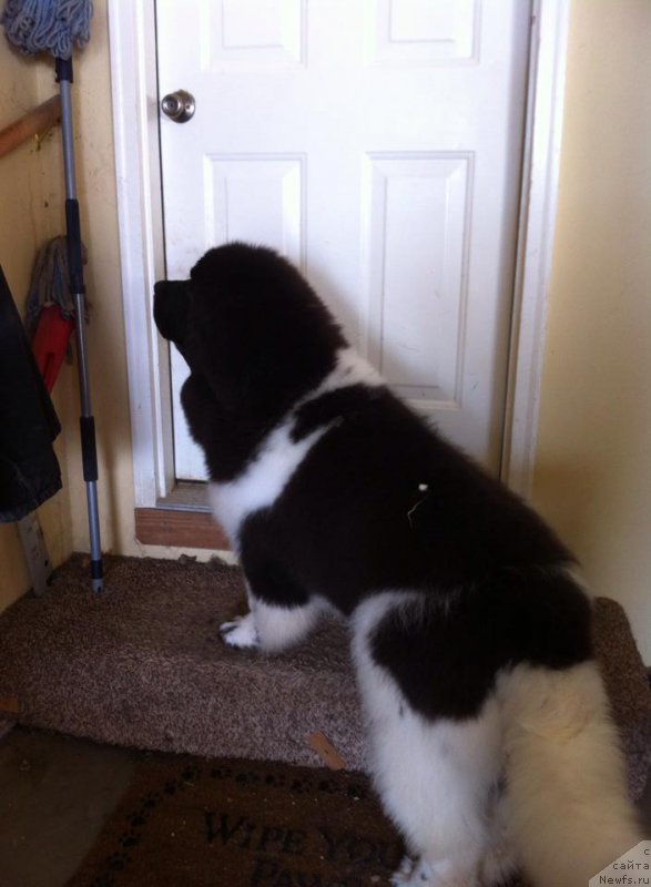 Фотография № 203438