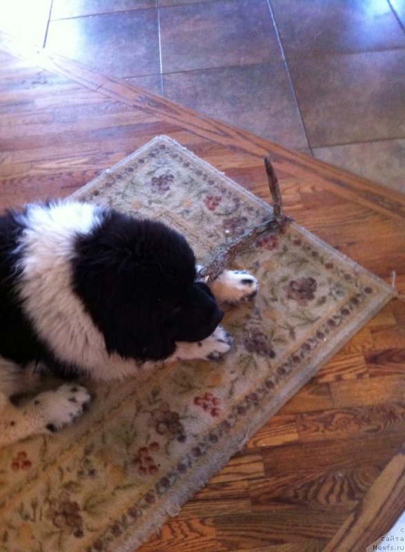 Фотография № 203439