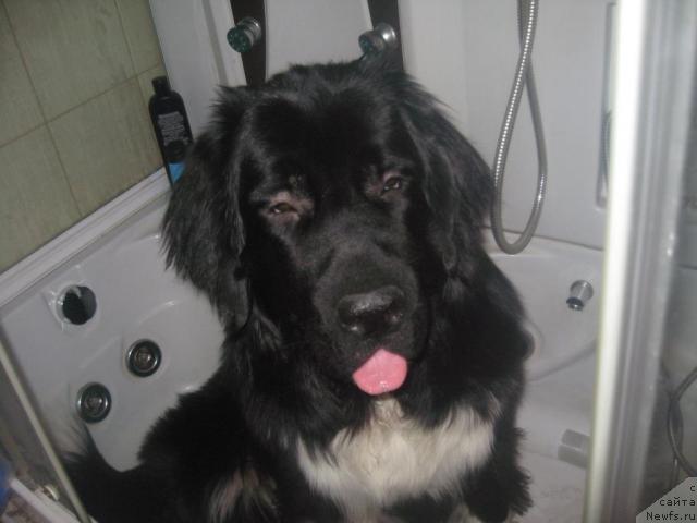 Фото: ньюфаундленд Pitern'yuf Jivanshi (Питерньюф Живанши)