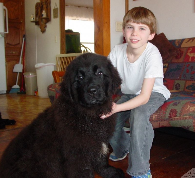 Фото: ньюфаундленд Flyufi Avalanch Zinnat (Флюфи Аваланч Зиннат)