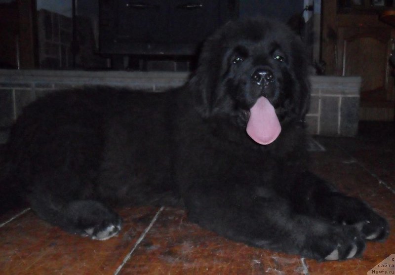 Фото: ньюфаундленд Flyufi Avalanch Zinnat (Флюфи Аваланч Зиннат)