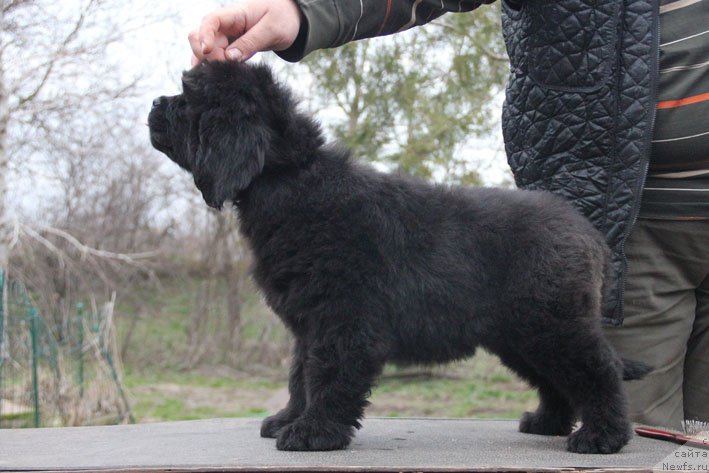 Фото: ньюфаундленд Znatnaya Dama s Berega Dona (Знатная Дама с Берега Дона)