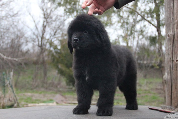 Фото: ньюфаундленд Znatnaya Dama s Berega Dona (Знатная Дама с Берега Дона)
