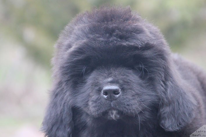 Фото: ньюфаундленд Znatnaya Dama s Berega Dona (Знатная Дама с Берега Дона)