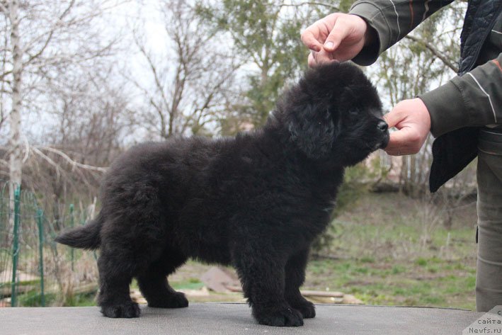 Фото: ньюфаундленд Zimnyaya Vishnya s Berega Dona (Зимняя Вишня с Берега Дона)
